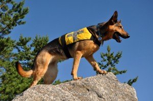 Why in a former life I was a cadaver dog